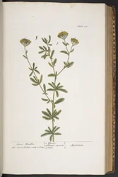 Plate 300, from 