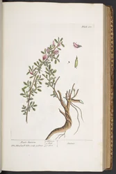 Plate 301, Rest-harrow, from 