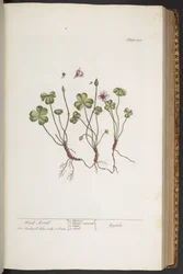 Plate 308, from 