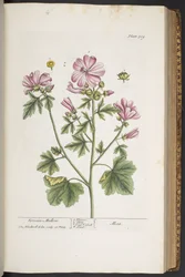 Plate 309, from 