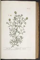 Plate 310, from 