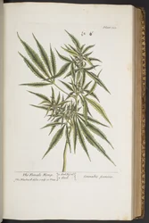 Plate 322, The Female Hemp, from 
