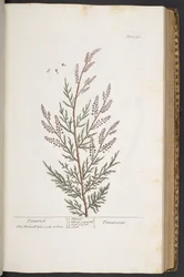 Plate 331, from 