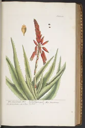 Plate 333, from 