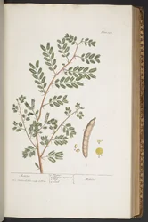 Plate 345, from 