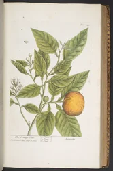 Plate 349, from 