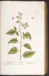 Plate 34, Woody Night-Shade, Bitter Sweet, from 