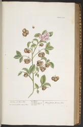 Plate 352, from 