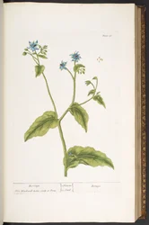 Plate 36, Borrage, from 