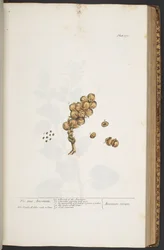 Plate 371, from 