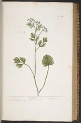Plate 374, from 