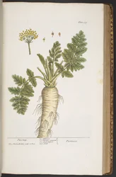 Plate 379, from 