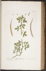 Plate 384, from 