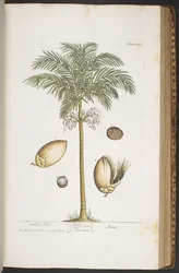 Plate 387, from 