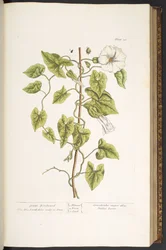 Plate 38, Great Bindweed, from 
