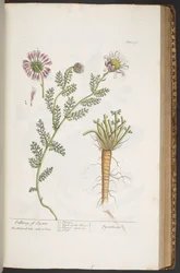 Plate 390, Pellitory of Spain, from 