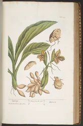 Plate 399, from 