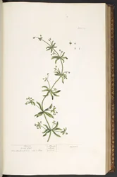 Plate 39, Clivers, Goose Grass, from 