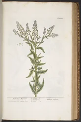 Plate 407, from A Curious Herbal