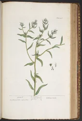 Plate 436, from A Curious Herbal