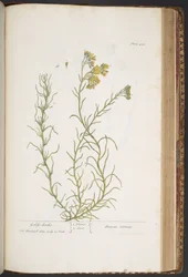 Plate 438, from 