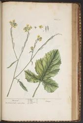 Plate 446, from 