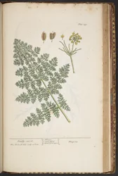 Plate 459, from 