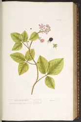 Plate 45, Black Berry Bush, from 