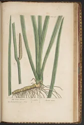 Plate 466, from A Curious Herbal