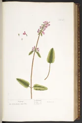 Plate 46, Betony, from 