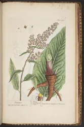 Plate 489, from 