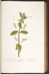 Plate 48, Brook Lime, from 