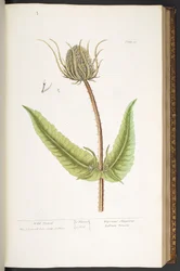 Plate 50, Wild Teasel, from 