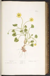Plate 51, Pile-Wort, from 