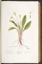 Plate 52, Primrose, from 