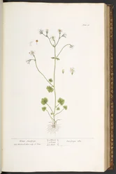 Plate 56, White Saxifrage, from 
