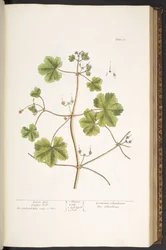 Plate 58, Dove