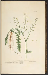 Plate 5, Shepherd