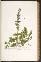 Plate 64, Bugle, from 