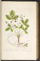 Plate 77, from 