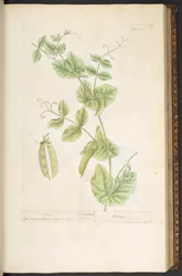 Plate 83, from 