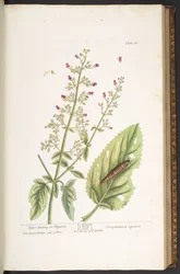 Plate 86, from 