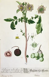 Potato Plant and Fruit, Plate from 