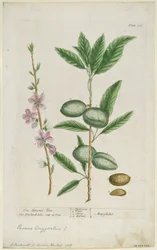 Sweet Almond