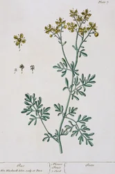 Rue, plate 7 from 