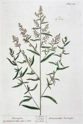 Tarragon