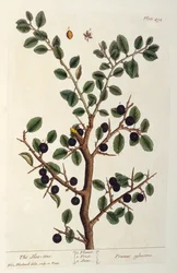 The Sloe Tree, Plate 494 from 