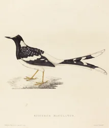 Spotted Forktail