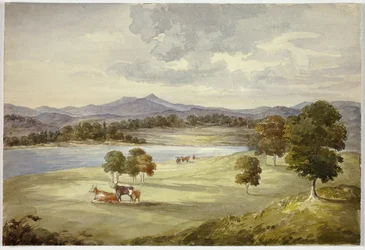 Cows in Landscape