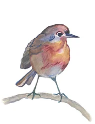 Robin